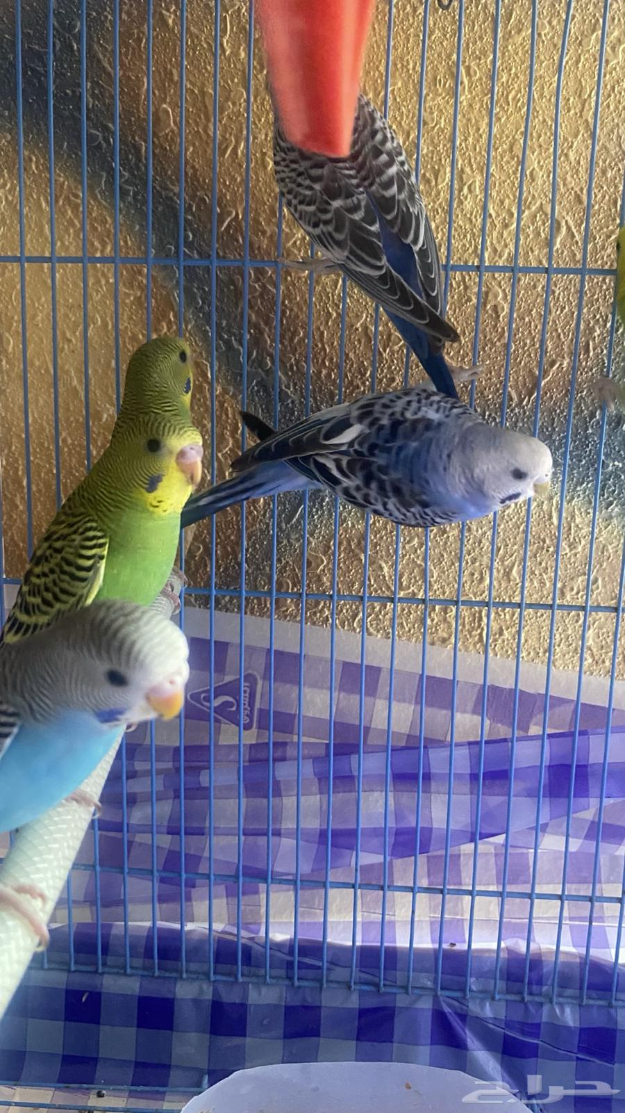 عصفير بادجي64498090588033110