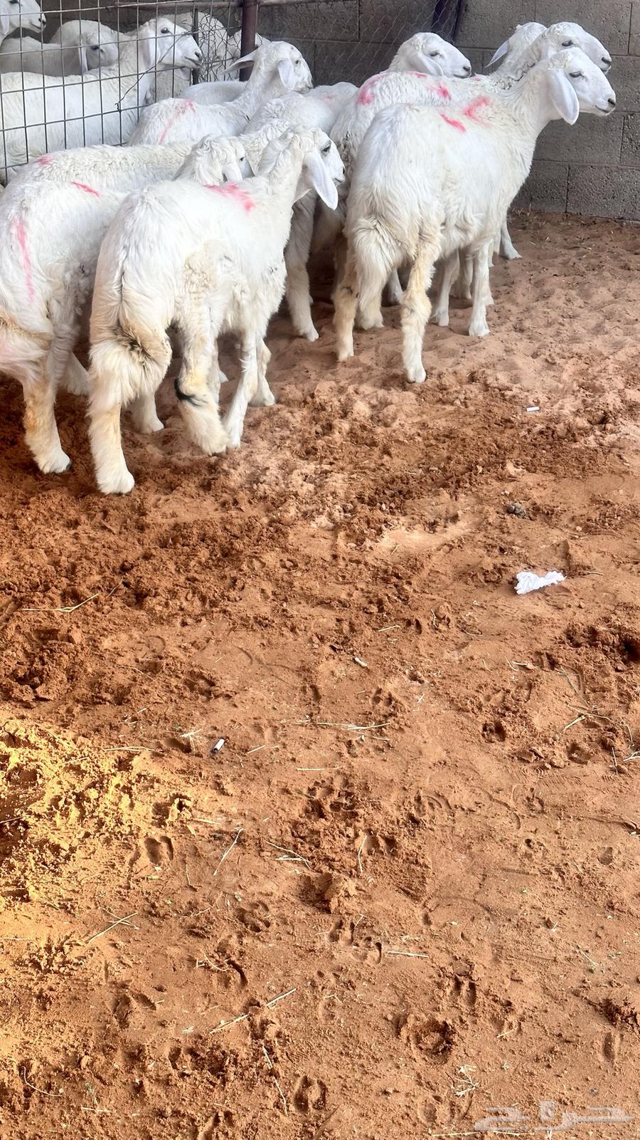 My sheep ((Sold))64496255330817112