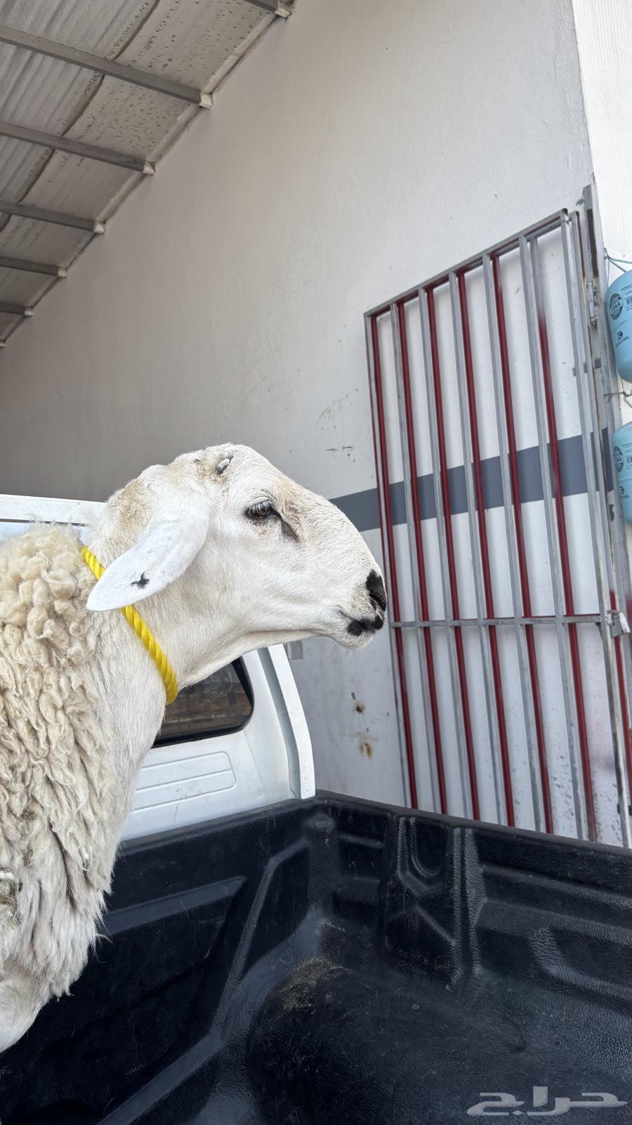 Ram64497082583553110