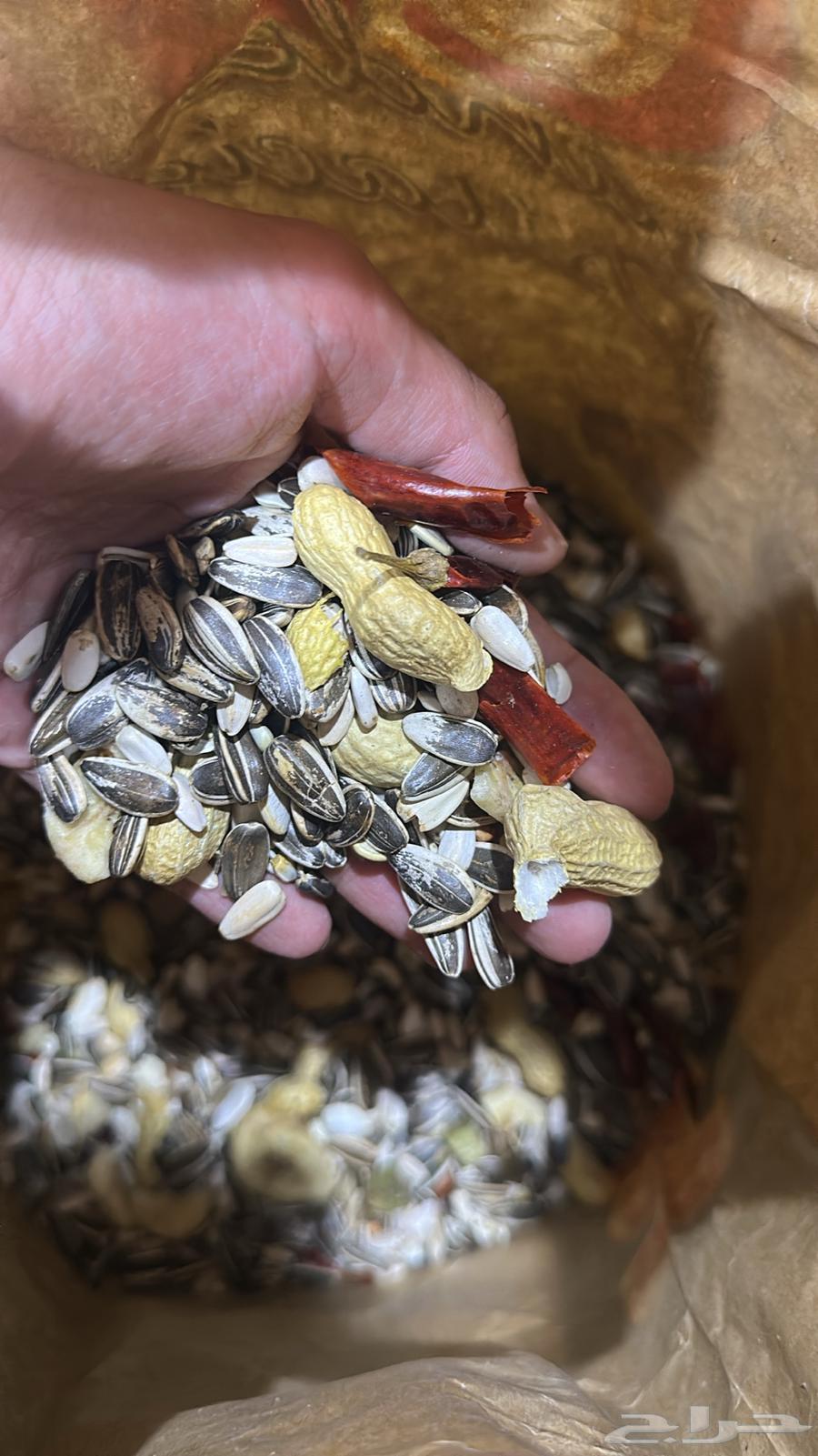 اكل ببغاء كاسكو والطيور الكبيرة64499311926913110