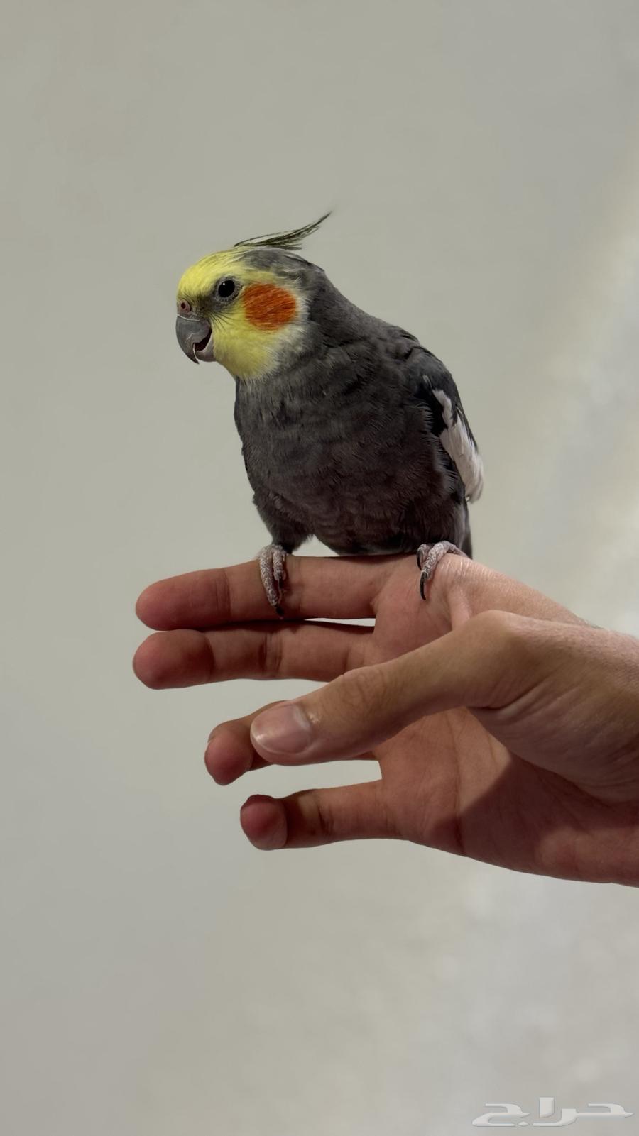 كروان أليف64499925873281111