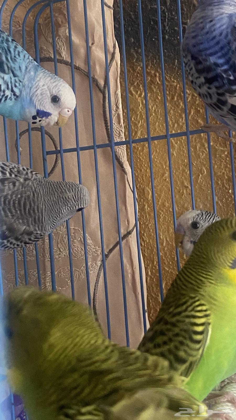 عصفير بادجي64498090588033112