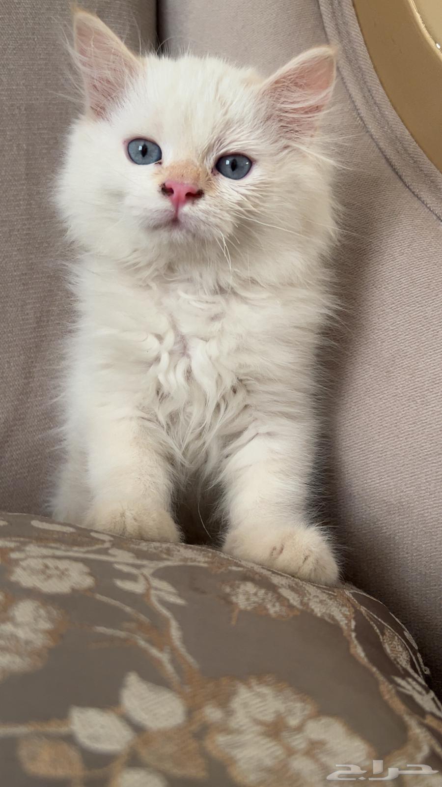 Siamese kitten for sale, very cute and clean, knows everything64499131982594110