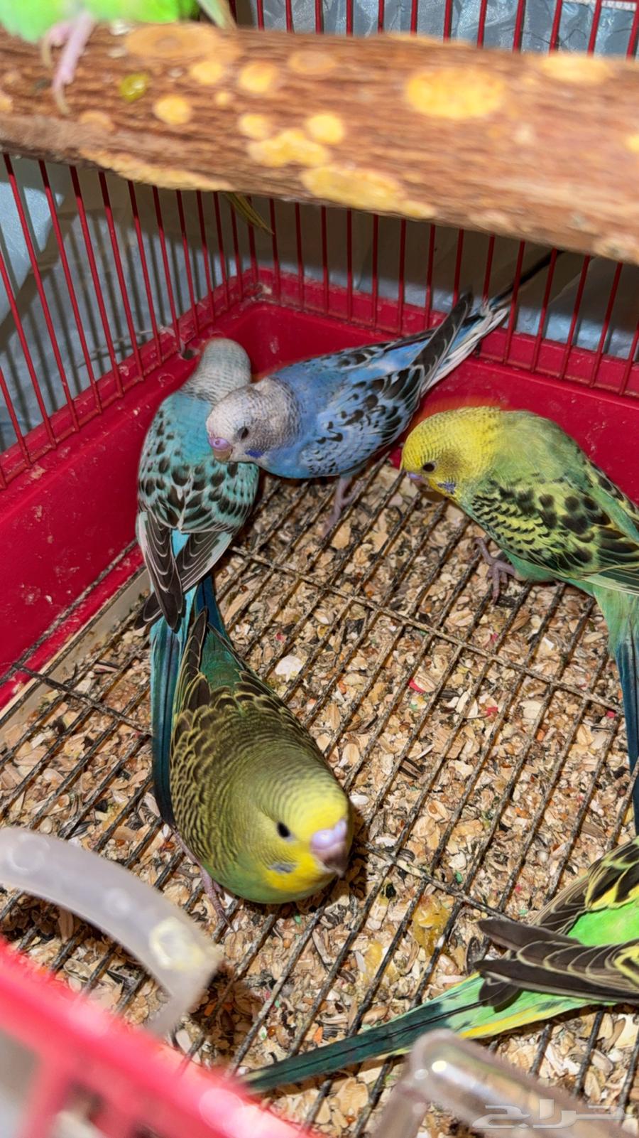 طيور بادجي تفريد او جمله64495063556481113