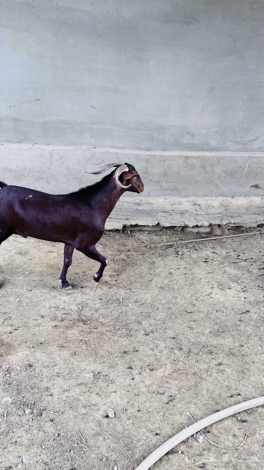 تيس فاخر للبيع64498854006914110