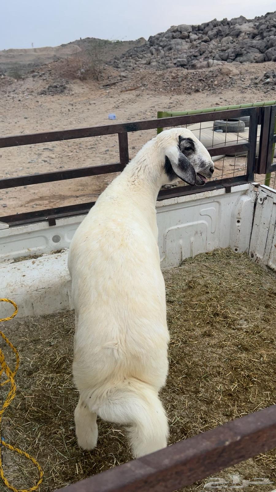 Tli Houri64497207171971111