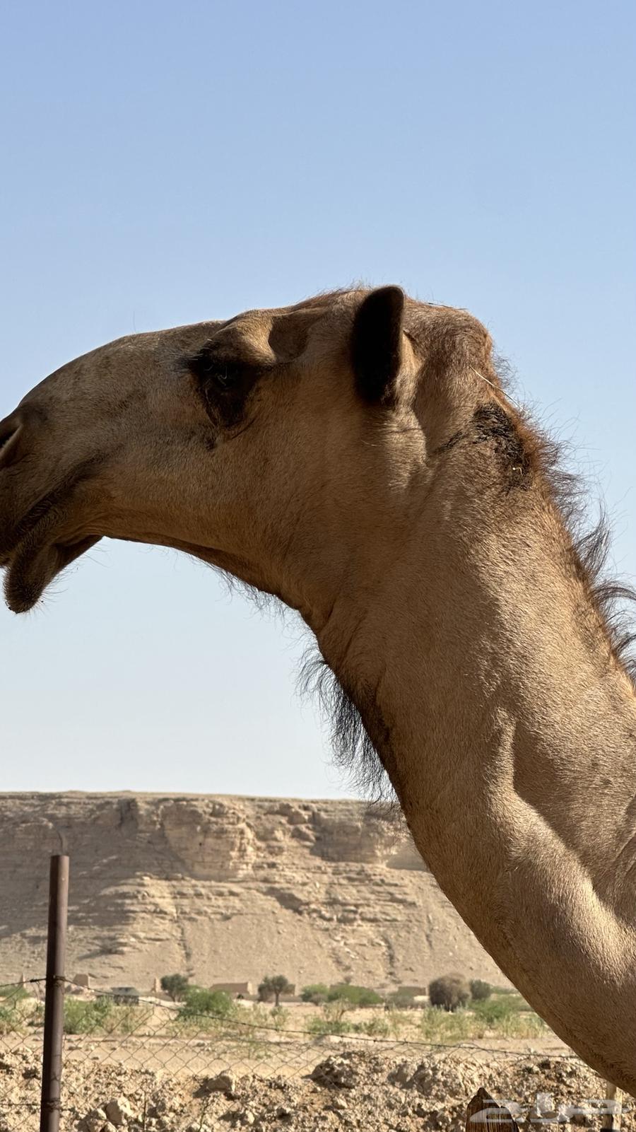 Sitting year of Hajj64497248929795110