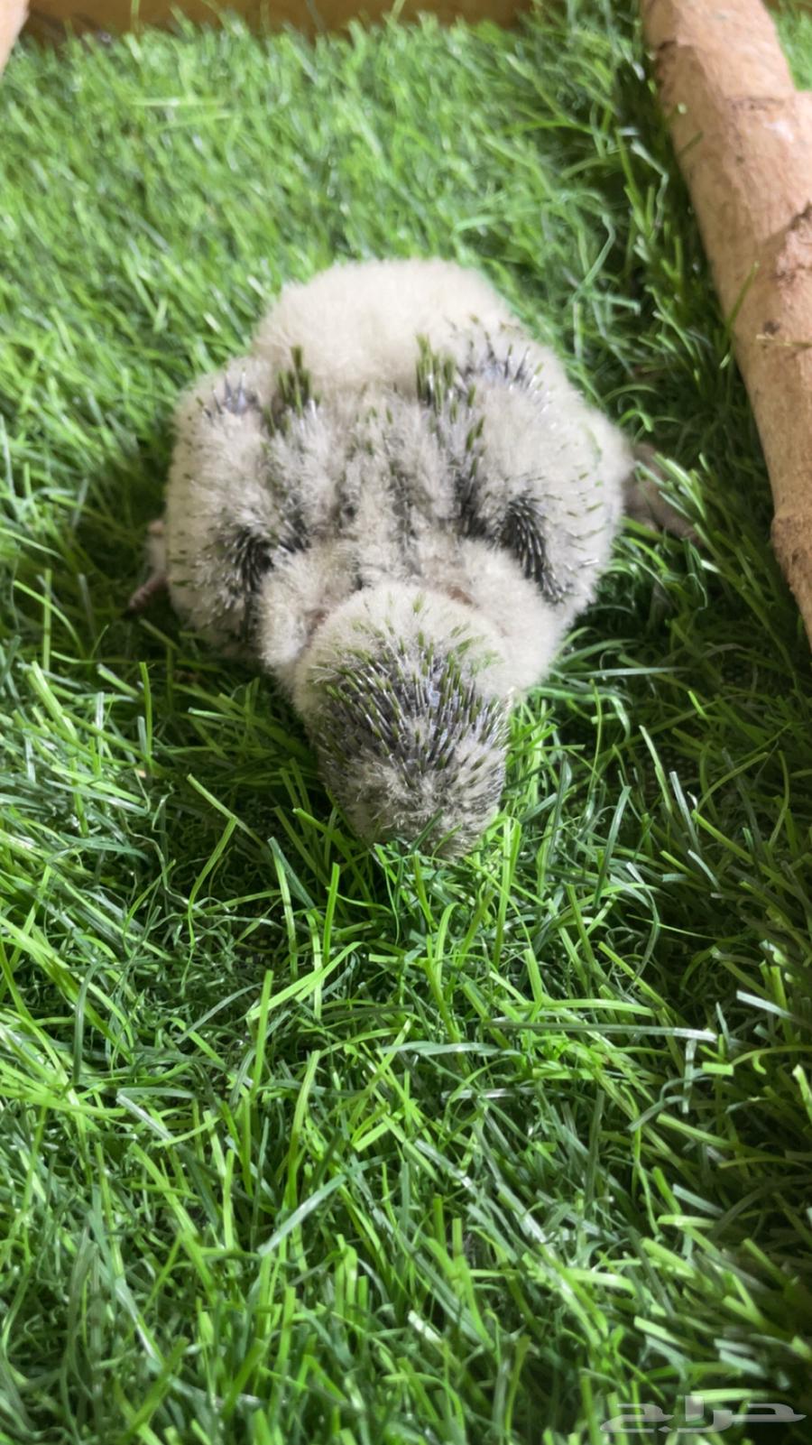 فرخ كويكر ( تم البيع )64500993402881112