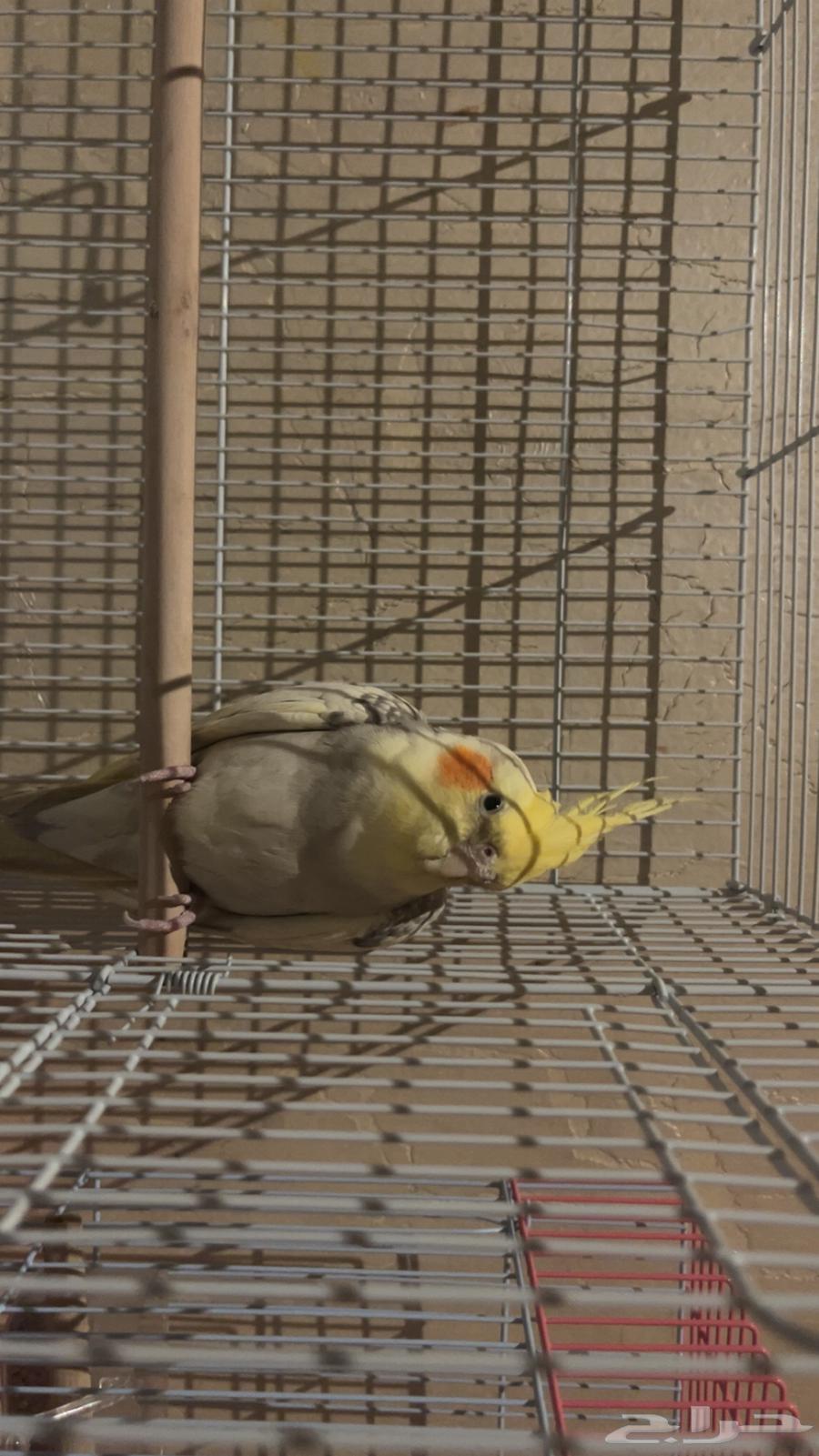 كروان (كوكتيل) ذكر64498715362947110