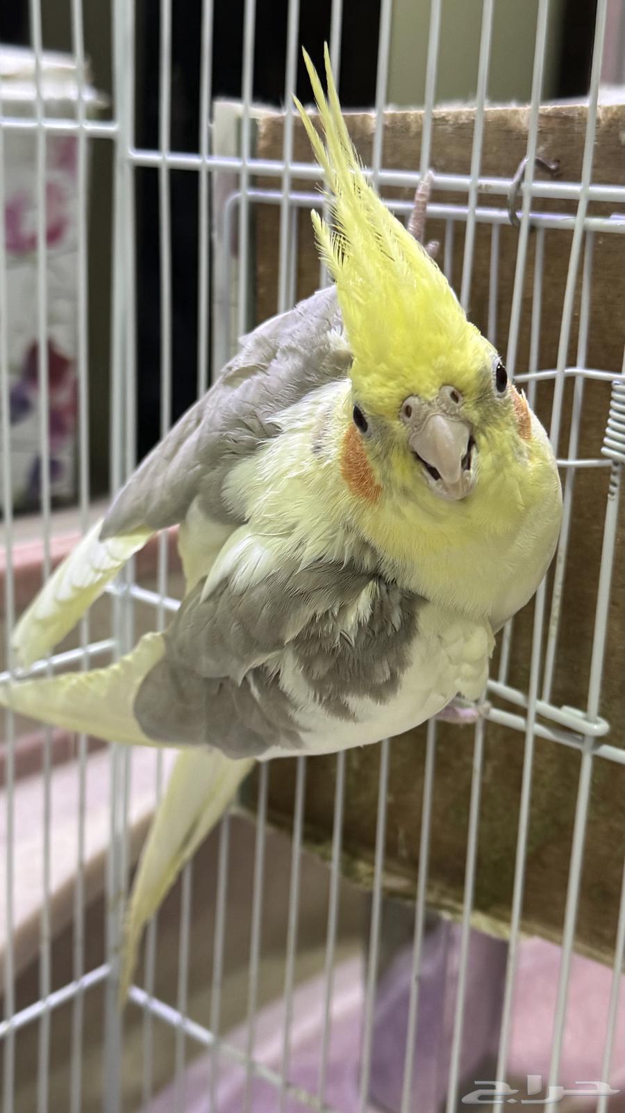 للبيع كروان زوج منتج64501967104513111