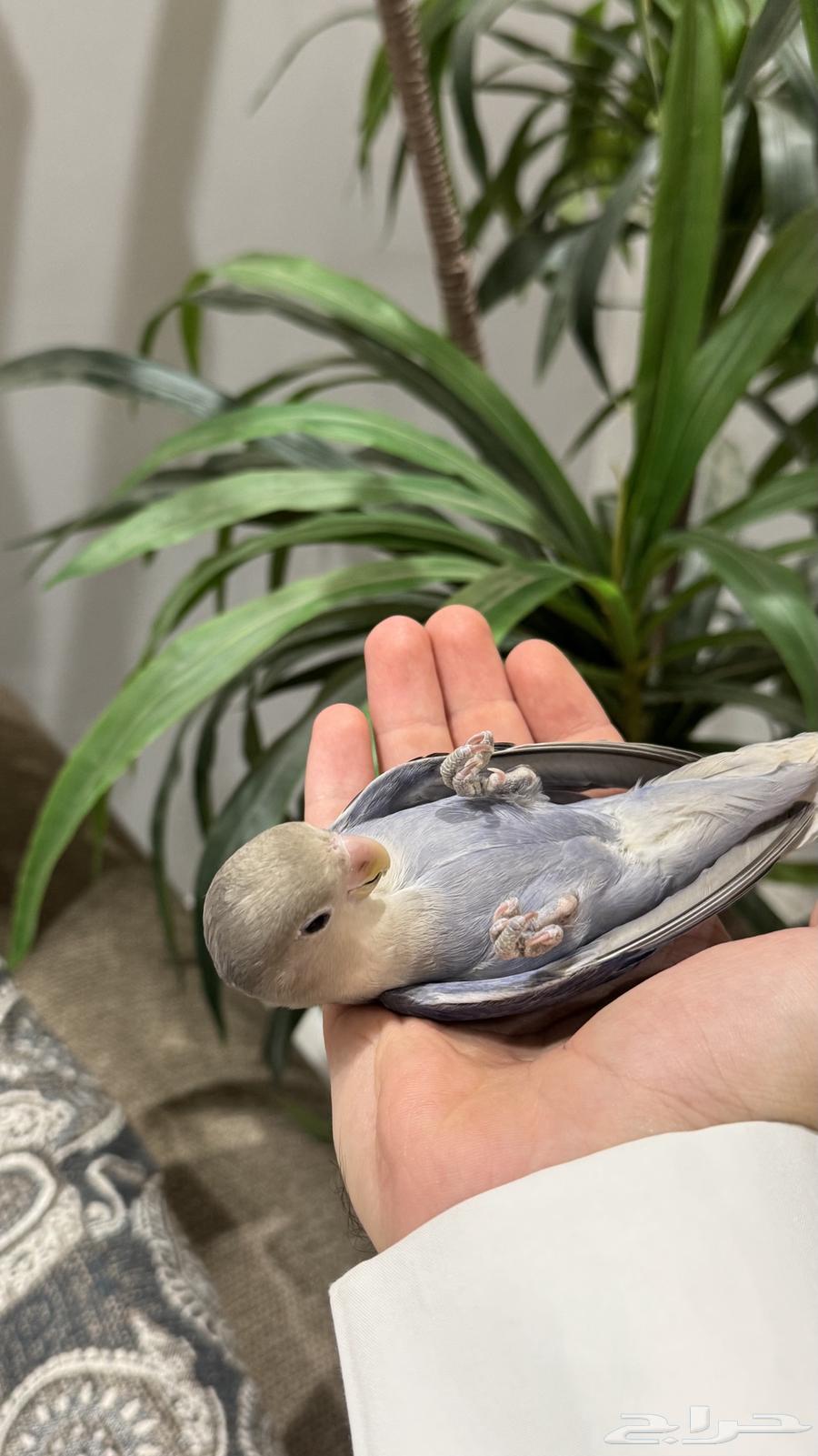 روز اليف جدااا64501802591875111