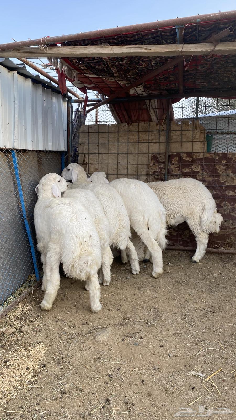 ذبايح للبيع جمله وتفريد طليان64496474702083112