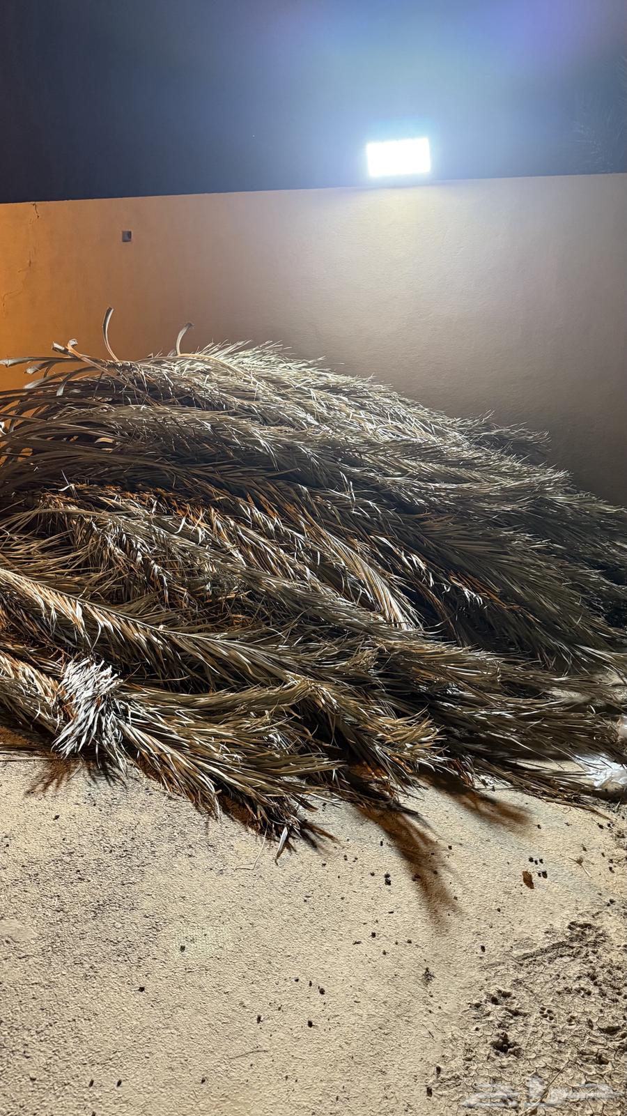 جريد -عسيب للبيع بعيون الجواء64502418819970111