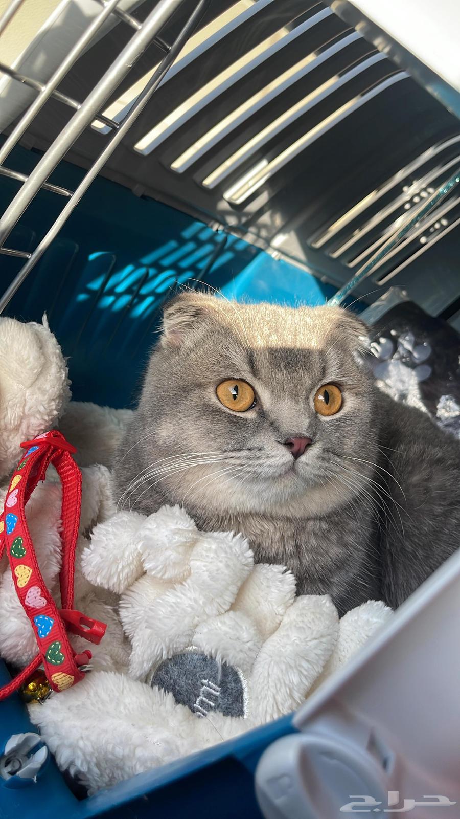 قط للبيع64500243178627112