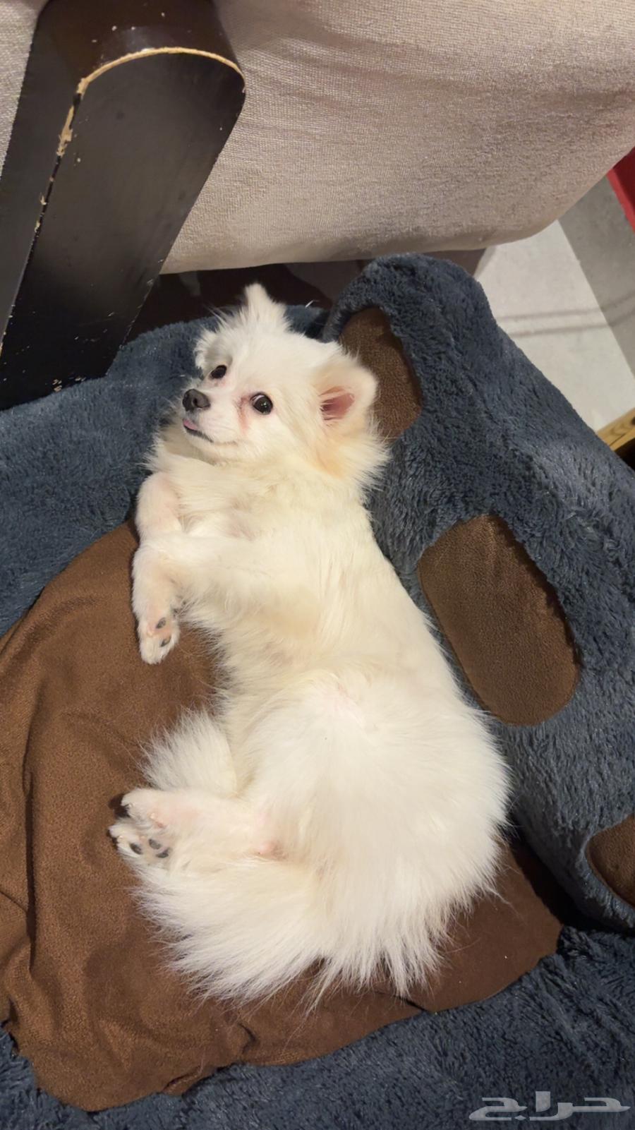 كلبه للبيع64499118032899111