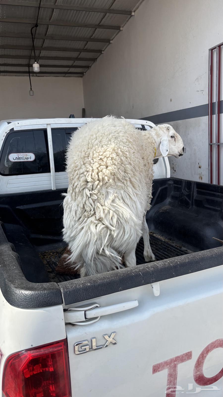 Ram64497082583553112