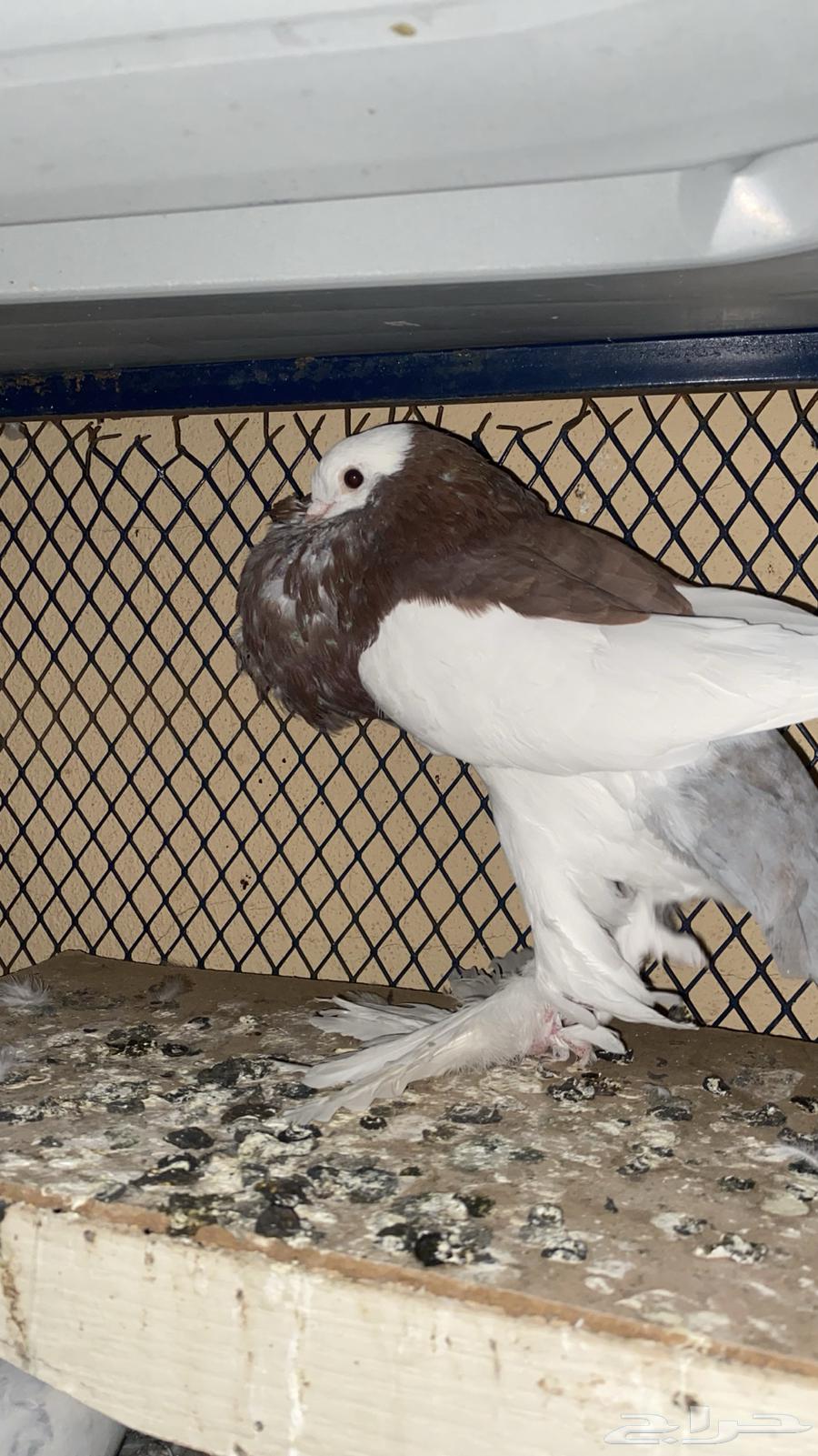 Inflatable bath64497965655043110