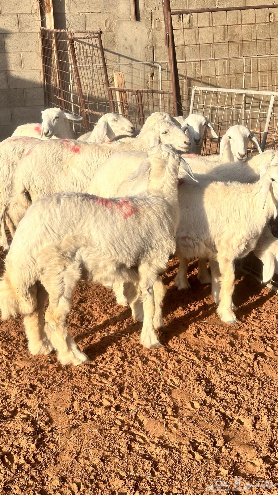 My sheep ((Sold))64496255330817110