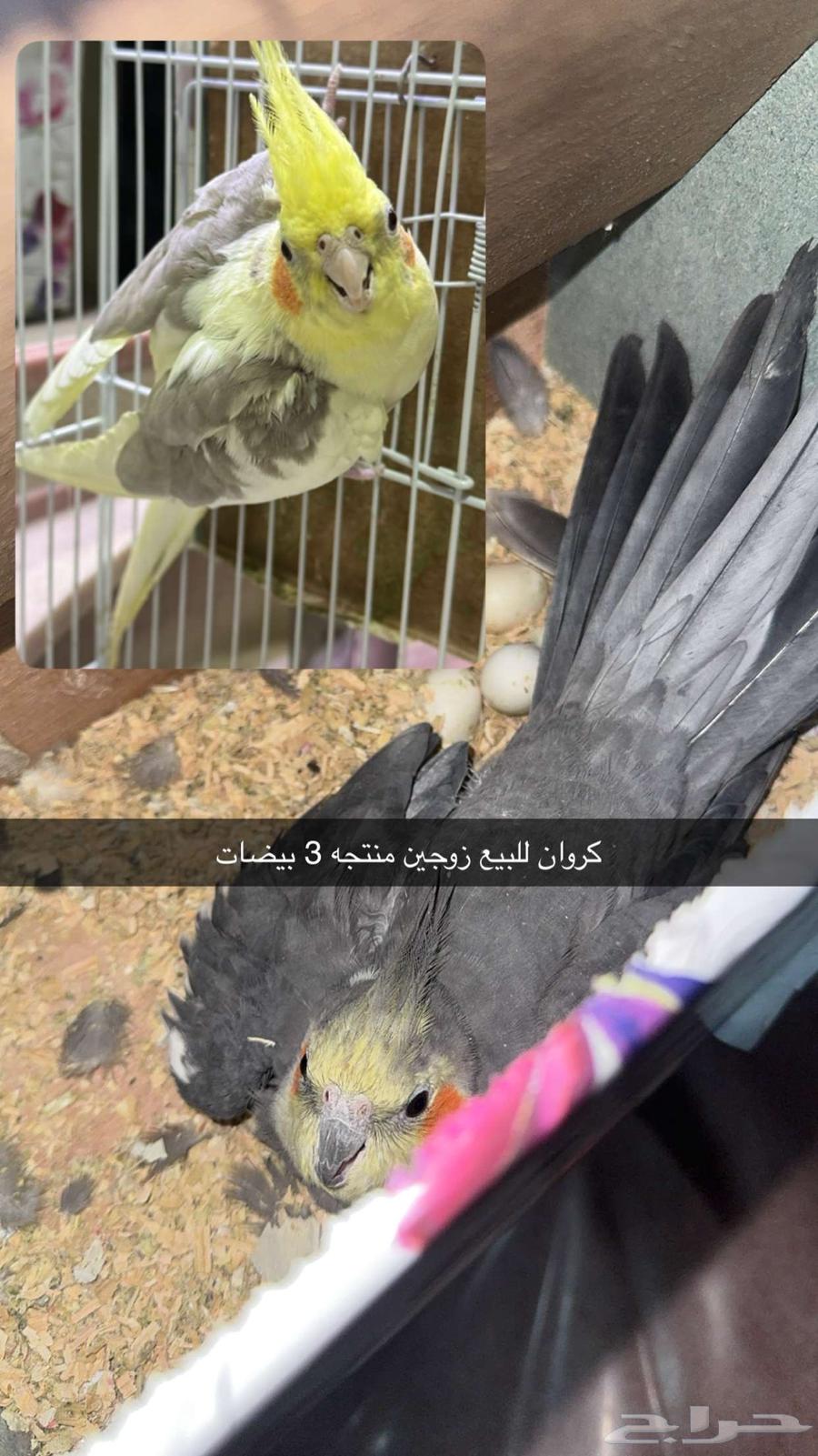 للبيع كروان زوج منتج64501967104513110