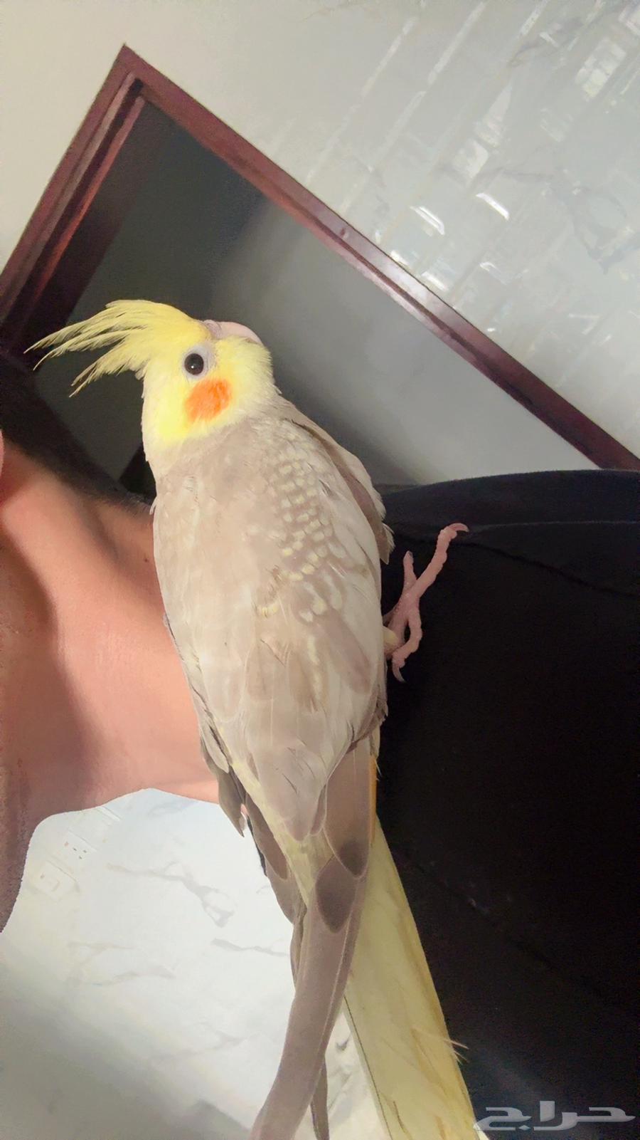 ببغاء كروان وليف64501007410691111