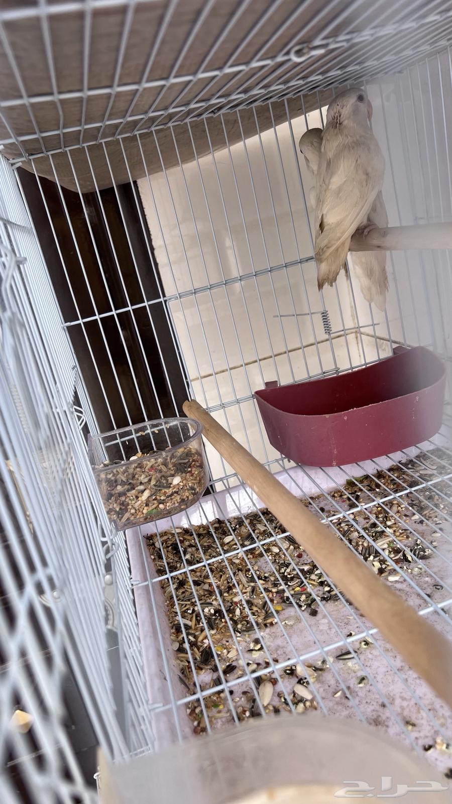 طيور روز64498215305347110