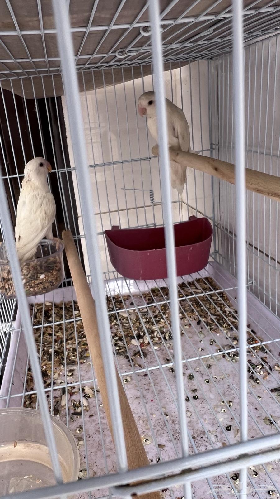 طيور روز64498215305347112