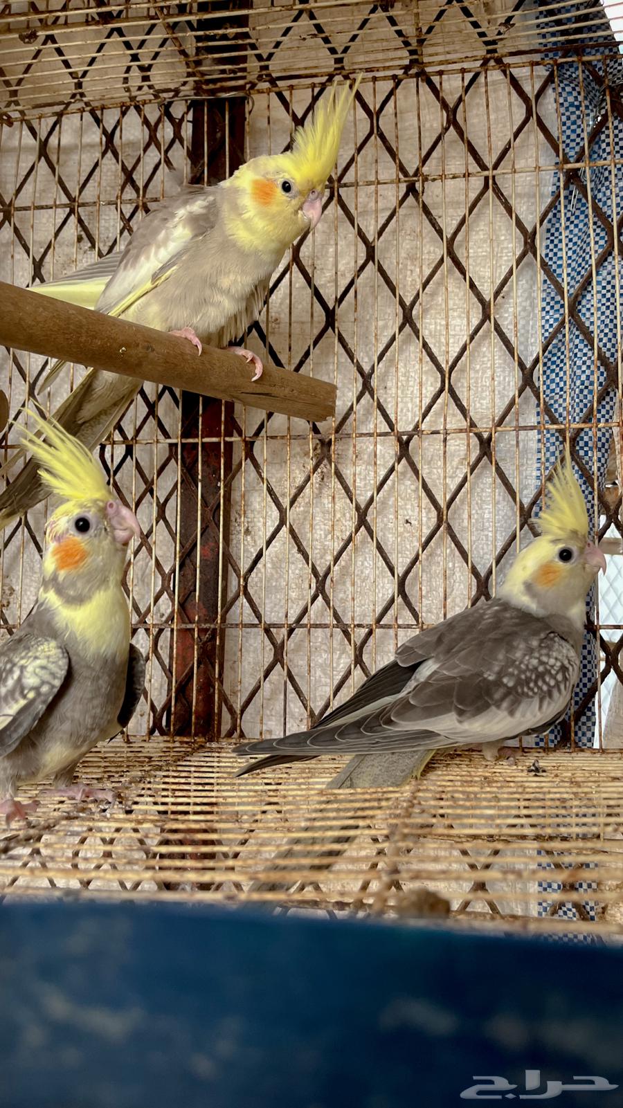 فروخ كروان ( تم البيع )64500644041091110