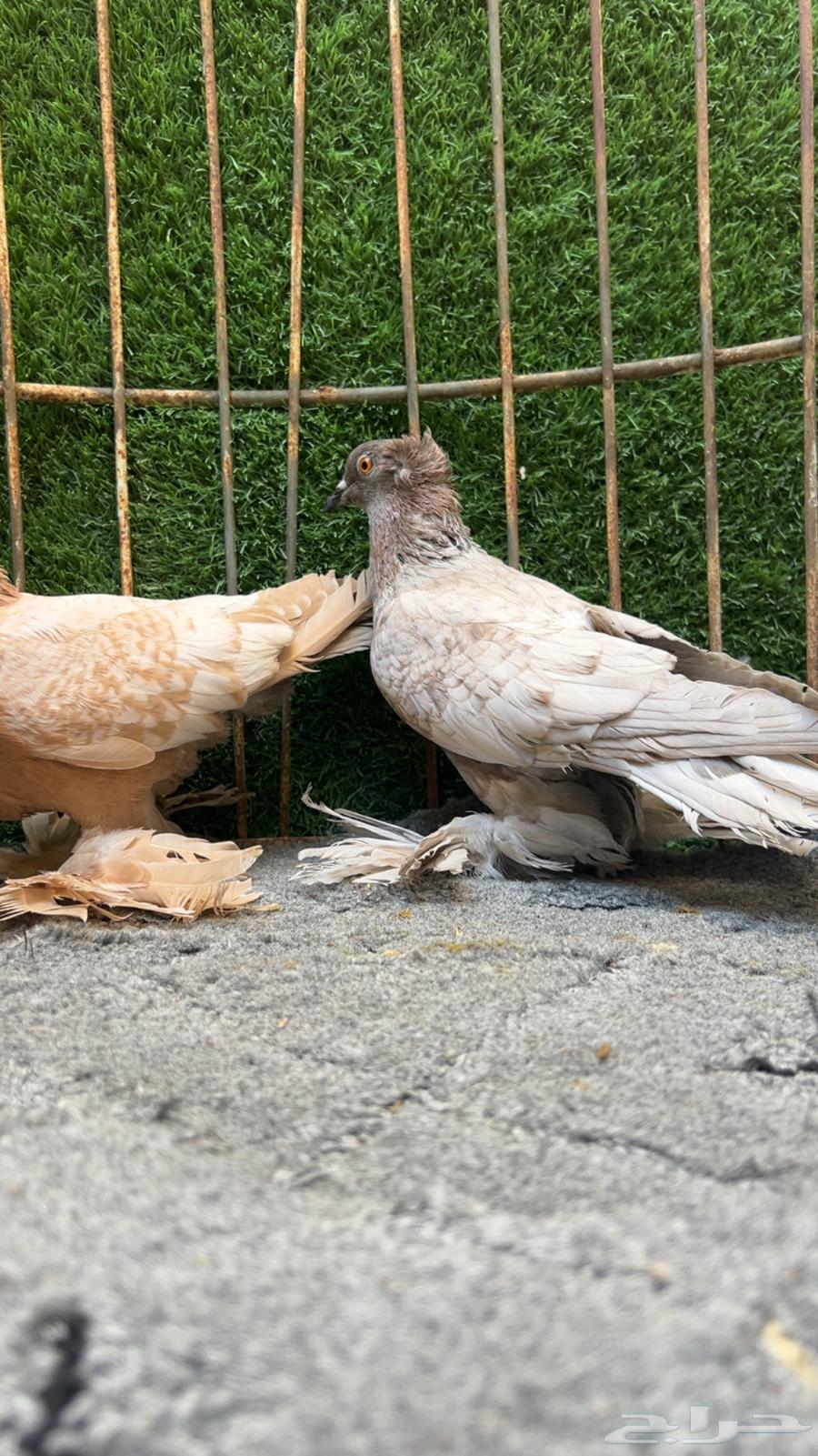 اجواز منتجه ويت تل سوالو64496282701314111