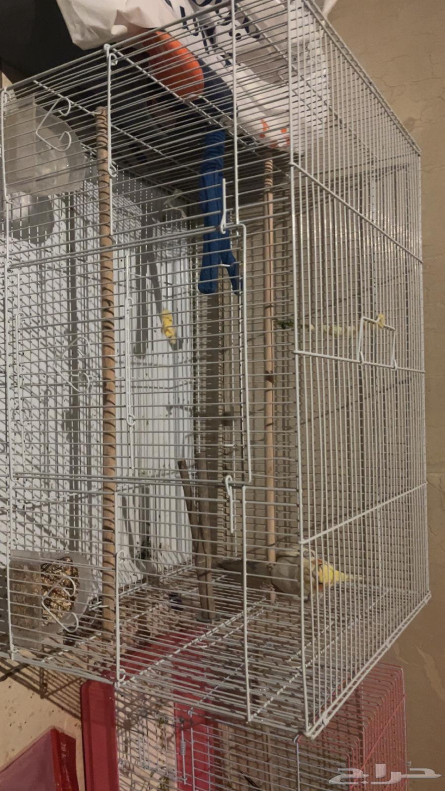 كروان (كوكتيل) ذكر64498715362947111