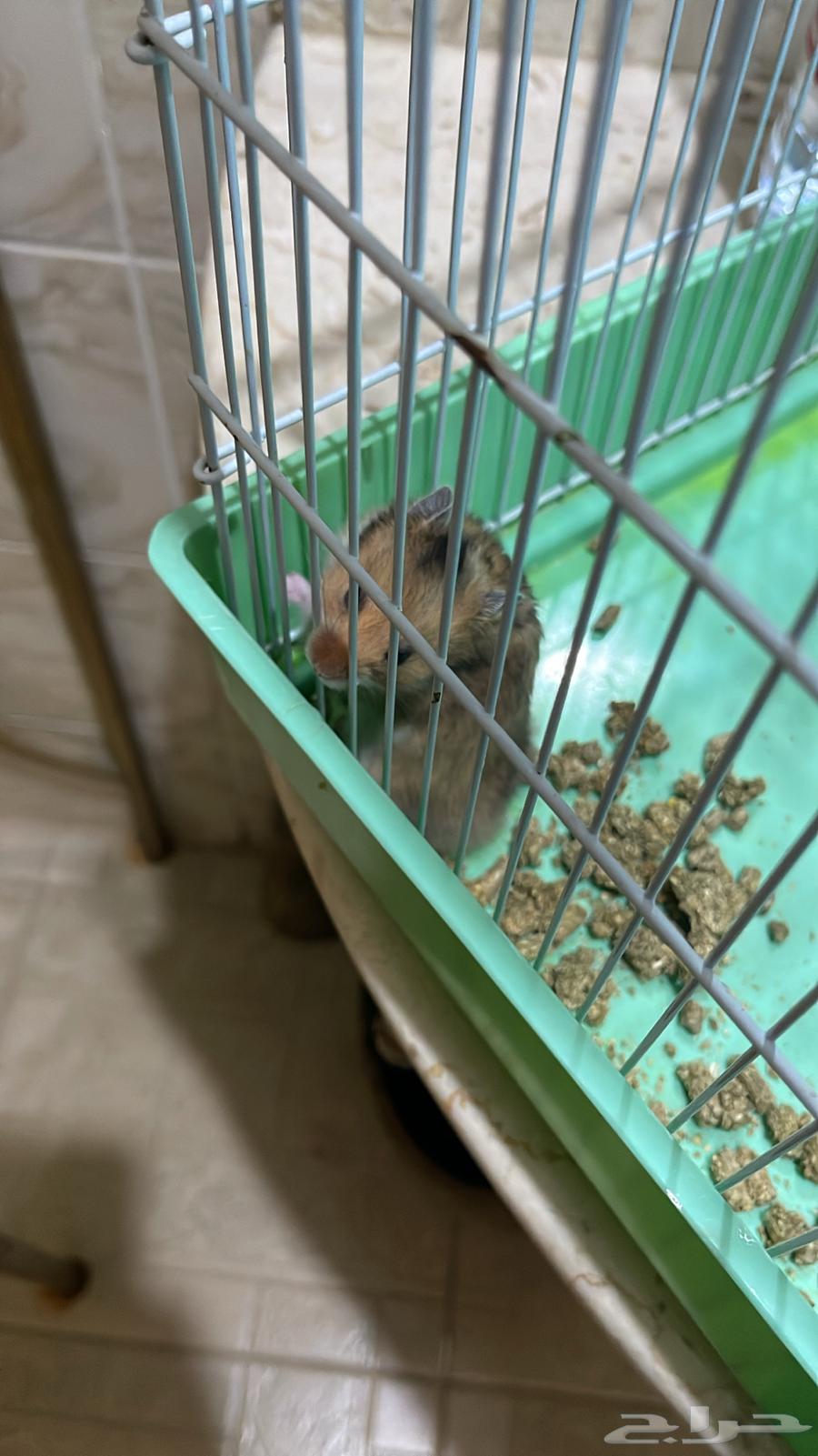 همستر للبيع شامل القفص64501700864515112