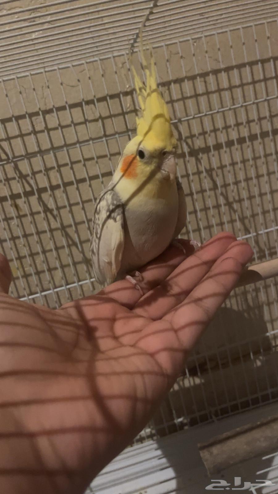 كروان (كوكتيل) ذكر64498715362947112