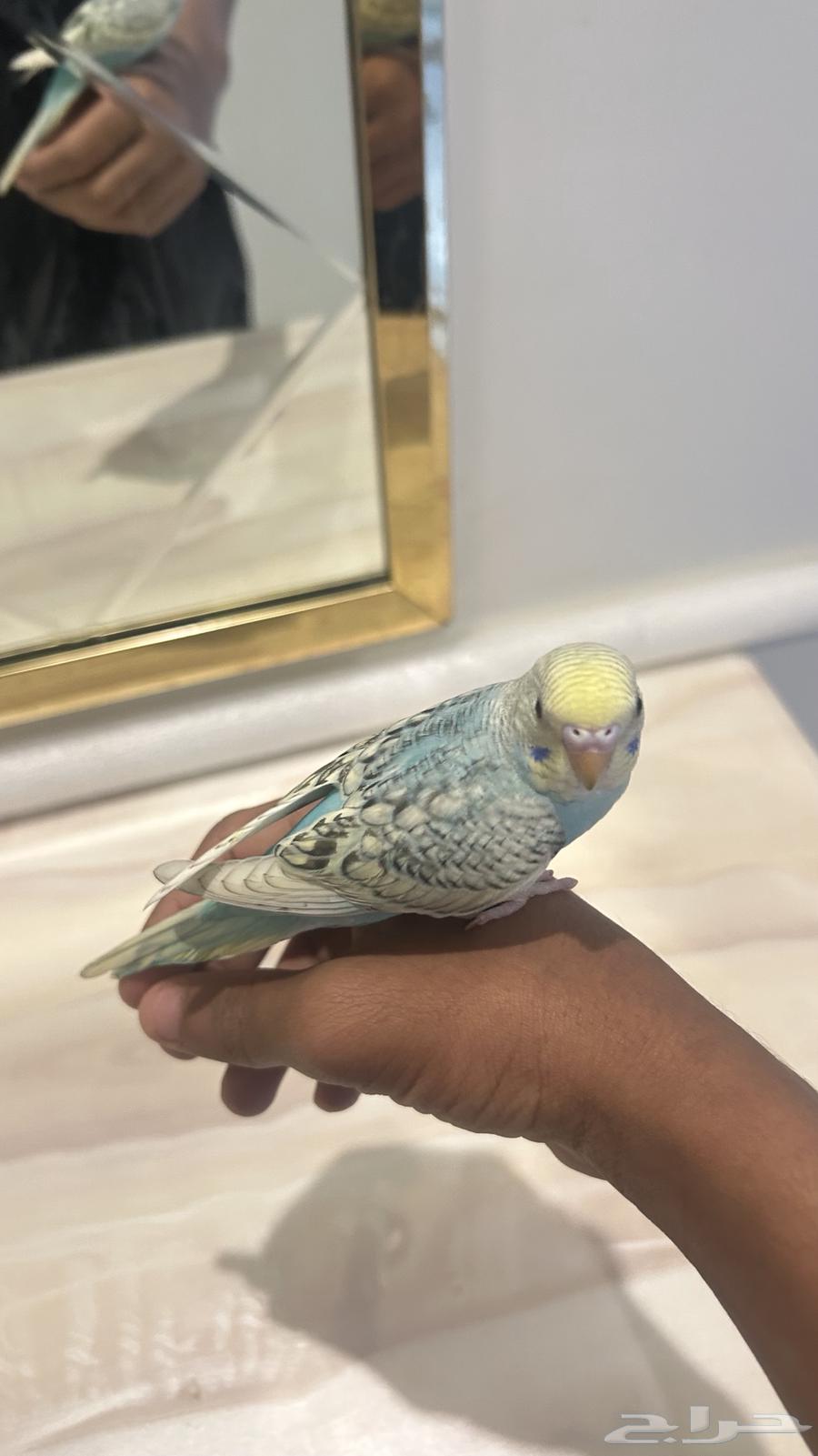 بادجي اليف صحته ممتازه مو هدد بدون ملحقات على السوم64499021502595111