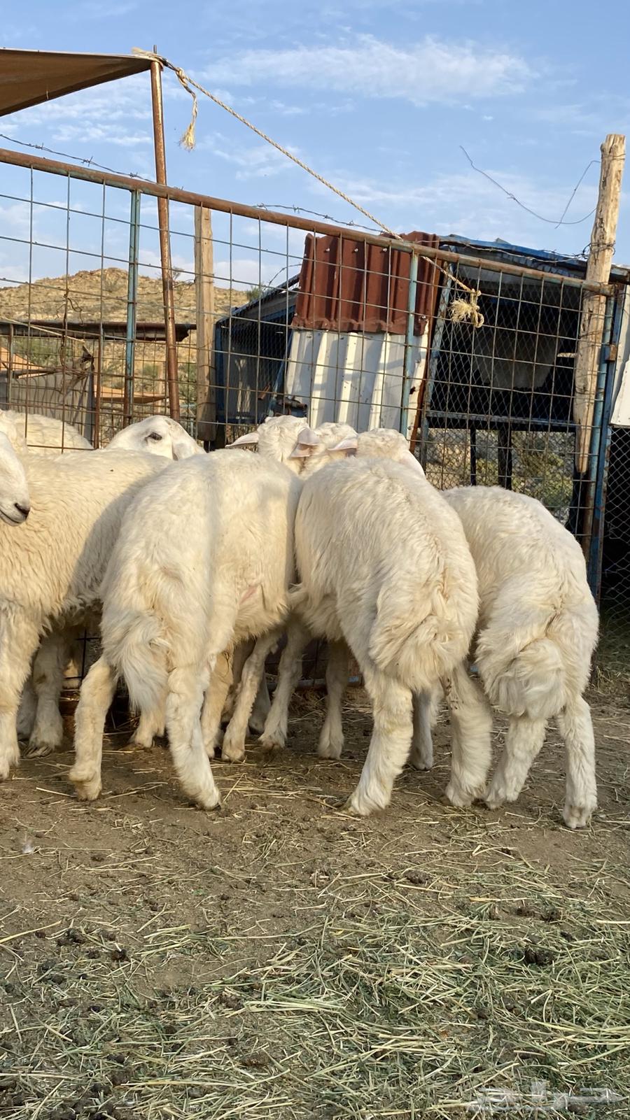 ذبايح للبيع جمله وتفريد طليان64496474702083113