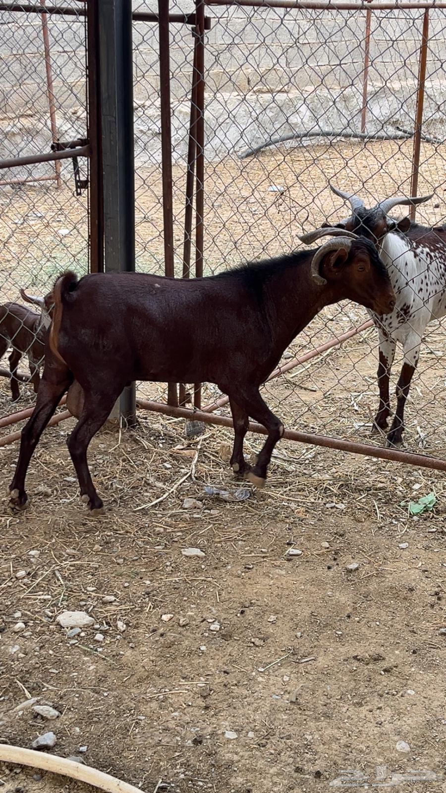 تيس فاخر للبيع64498854006914111