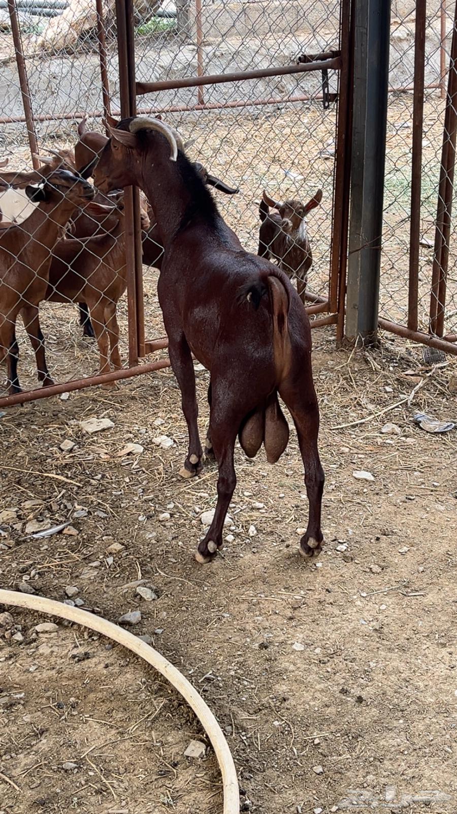 تيس فاخر للبيع64498854006914113