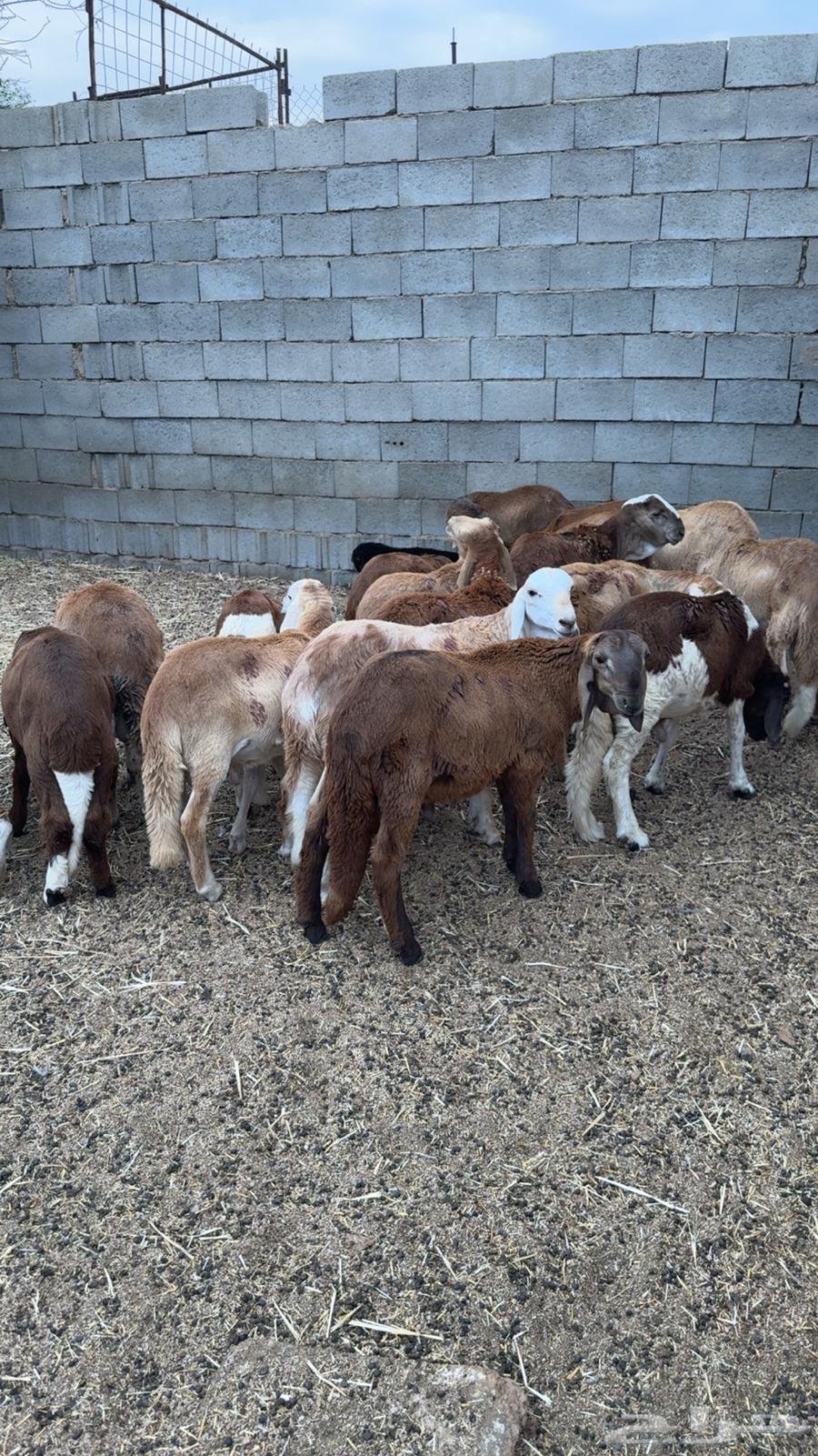 Red saddles for two months and more64499870187906110