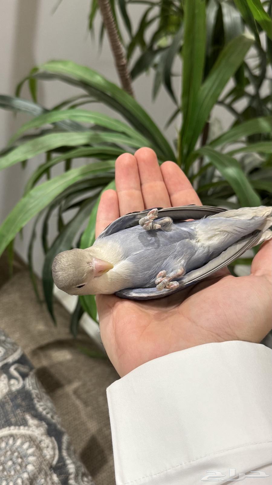 روز اليف جدااا64501802591875110