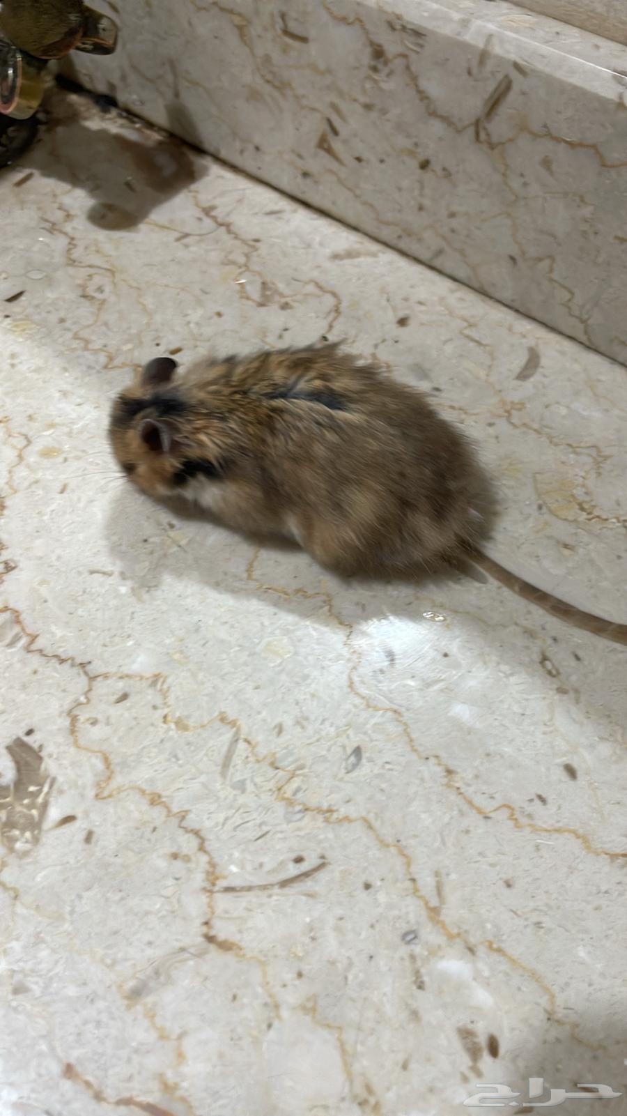 همستر للبيع شامل القفص64501700864515111