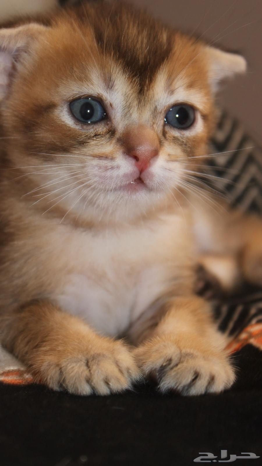 Scottish cats for sale, imported from breeders at a kitten price64501788953730113