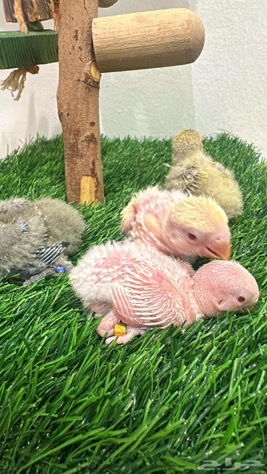 Froukh Roz64496820125314110