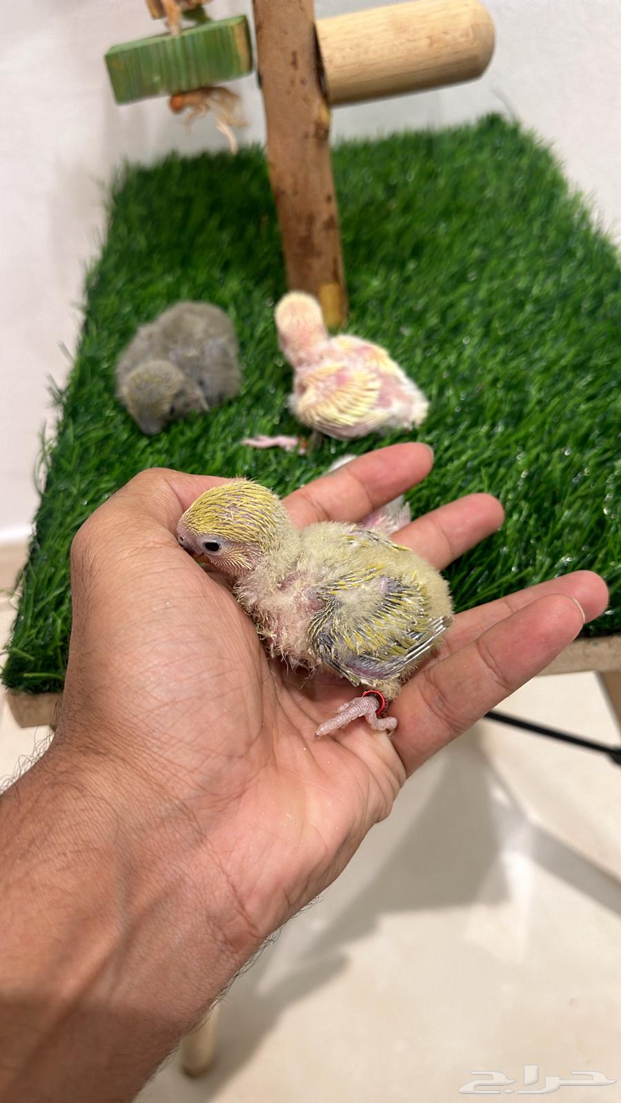 Froukh Roz64496820125314113