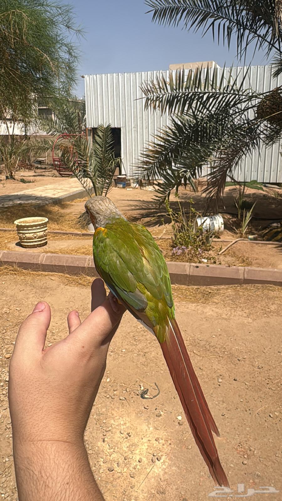 Kinyor Pineapple Red Factor64500937338371113