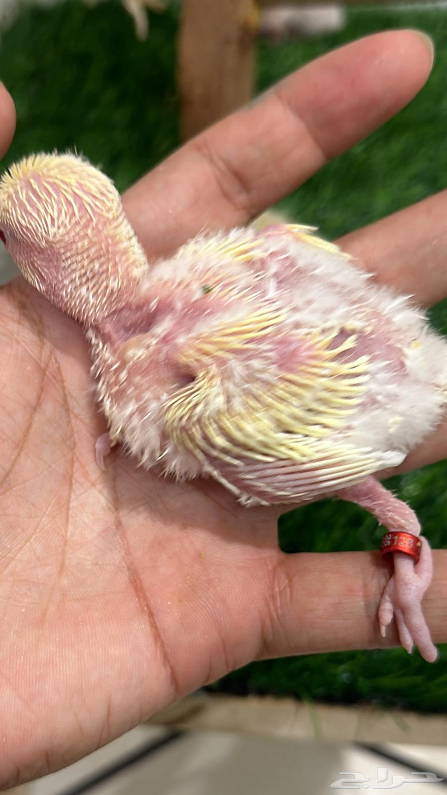 Froukh Roz64496820125314114