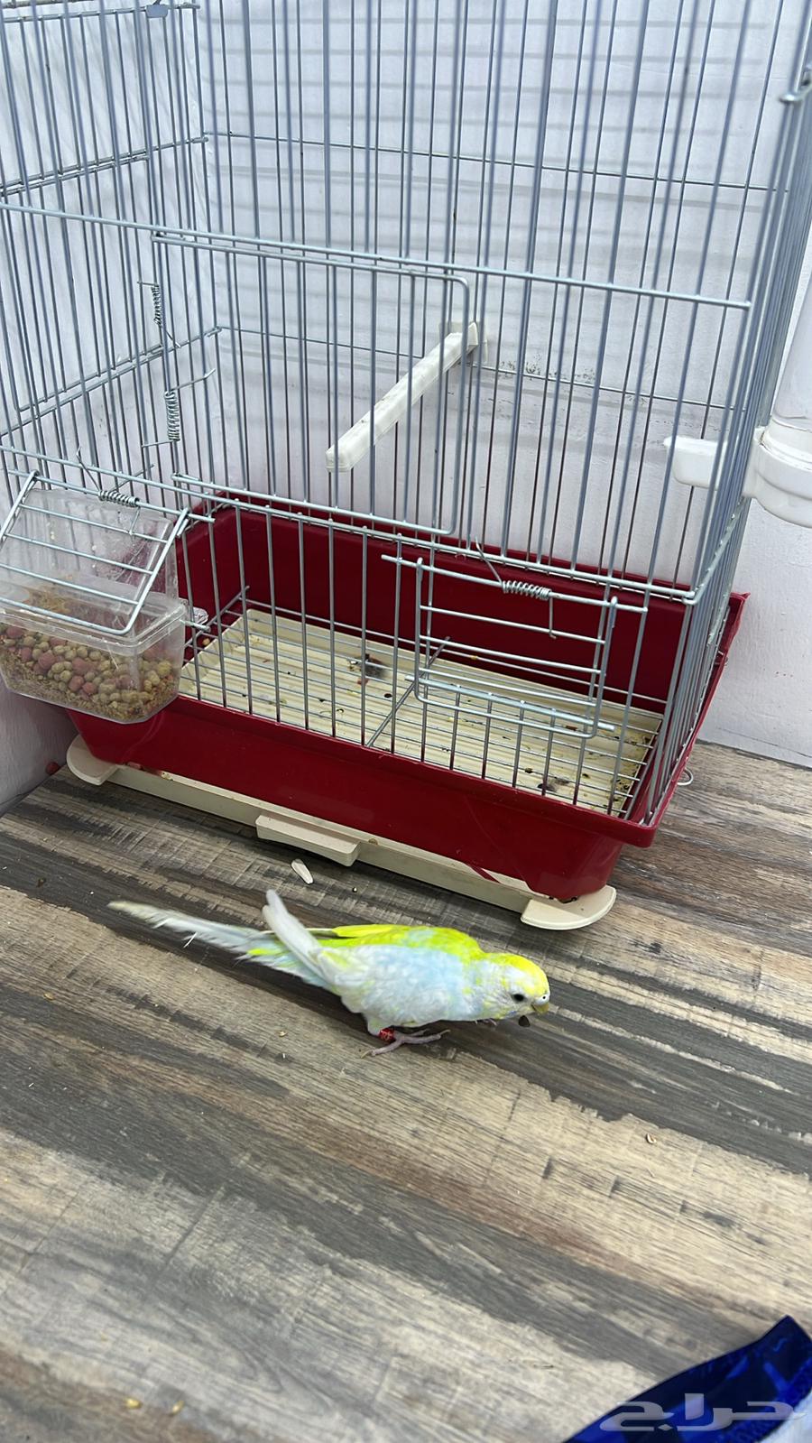 Rare budgerigar mutation, one of a kind64500091032451114
