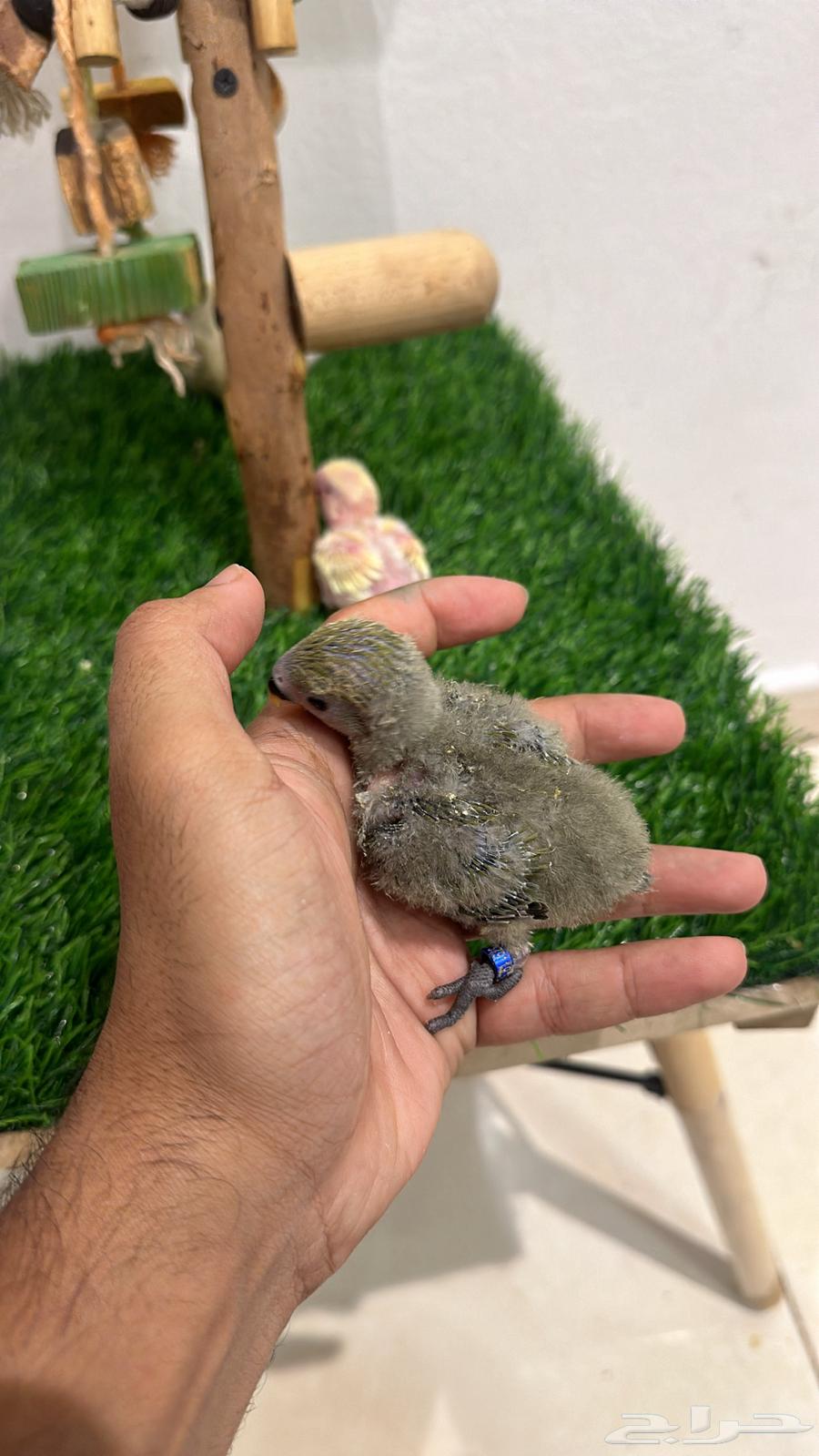 Froukh Roz64496820125314112