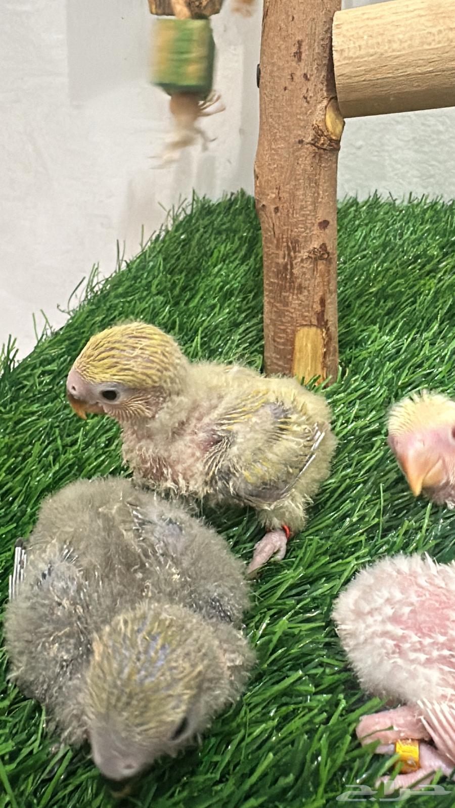 Froukh Roz64496820125314111