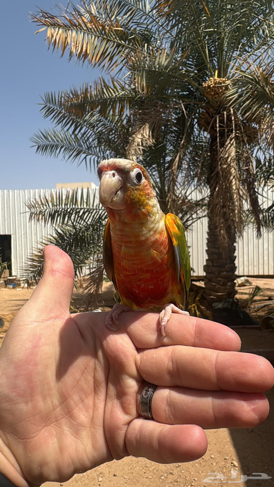 Kinyor Pineapple Red Factor64500937338371110