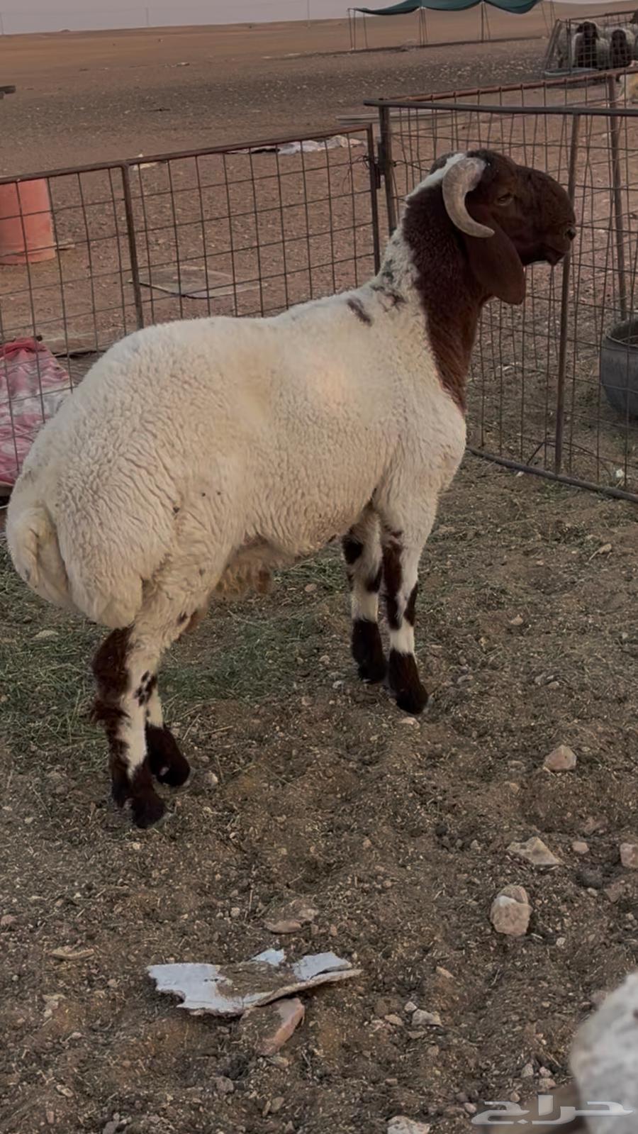 للبيع طلي فحل64500797966849111