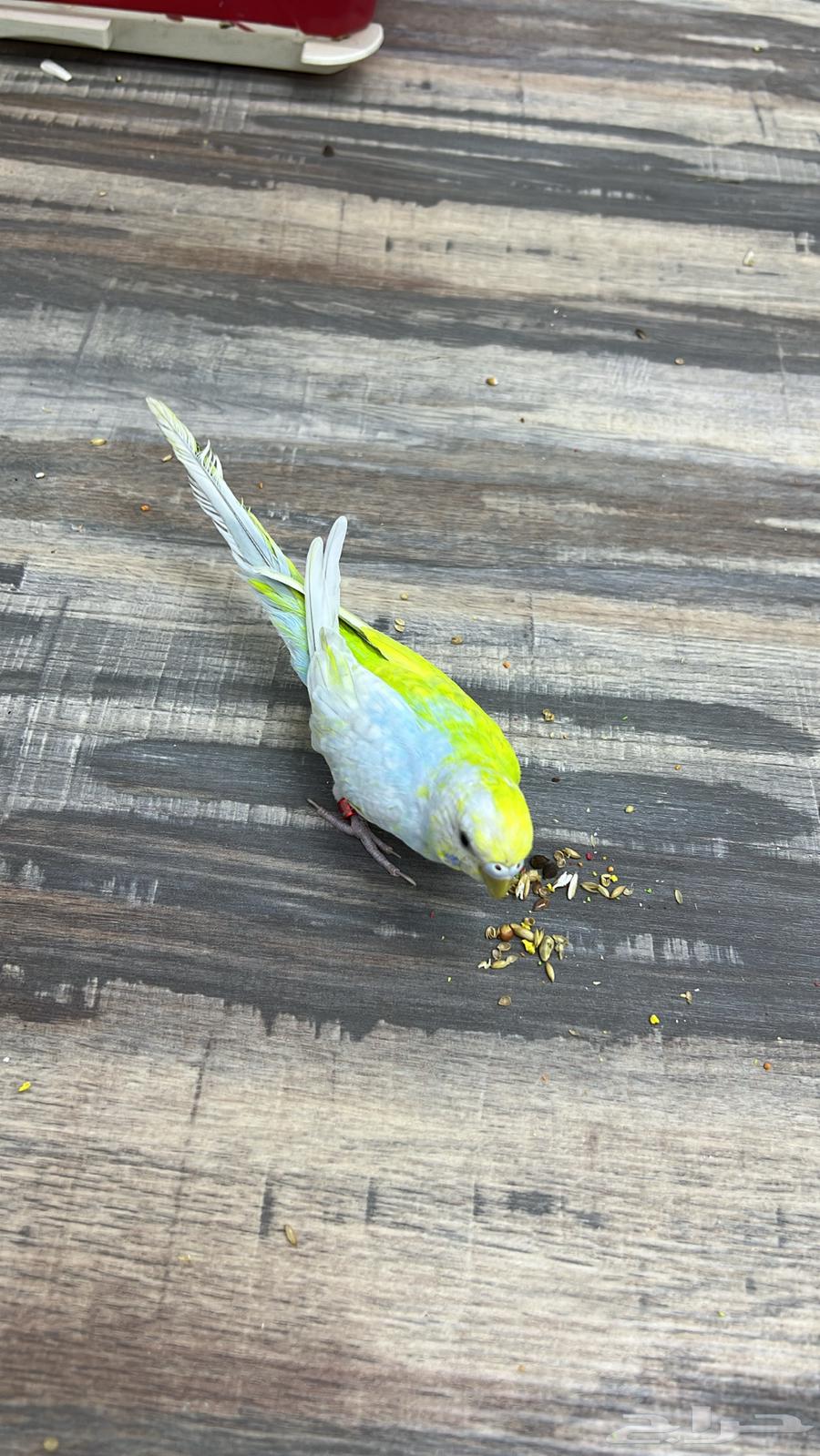 Rare budgerigar mutation, one of a kind64500091032451111