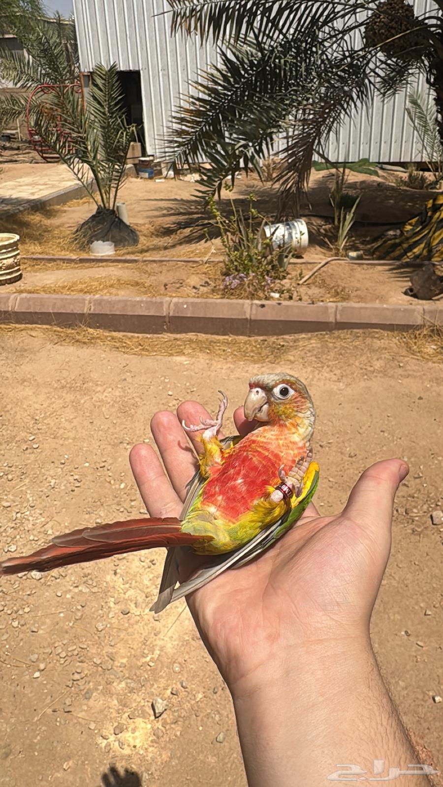 Kinyor Pineapple Red Factor64500937338371111